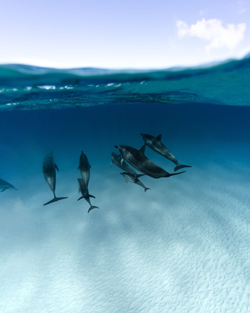 Dolphins at Sataya Reef