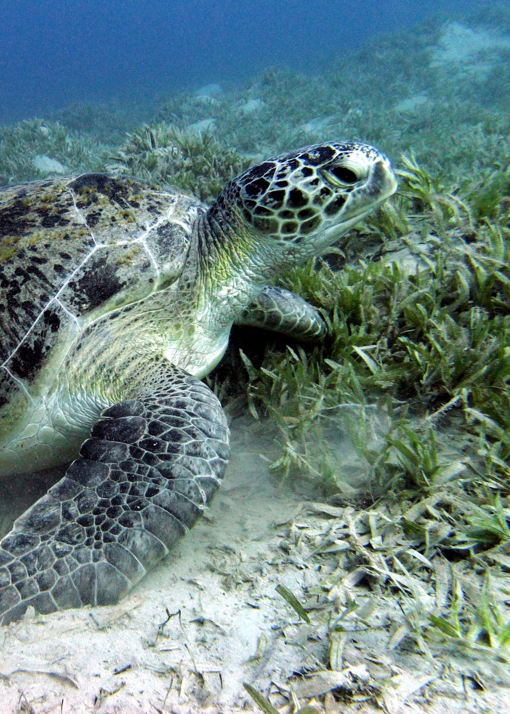 Sea turtles and dugongs at Marsa Mubarak
