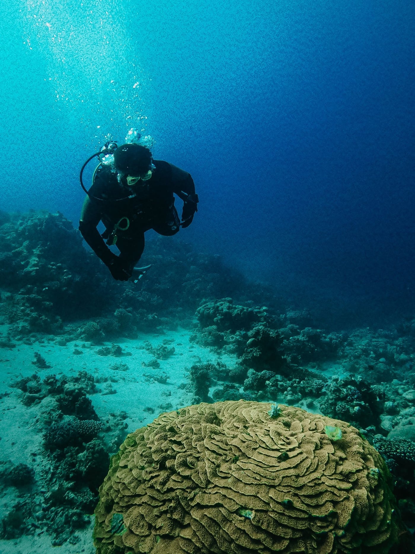 Instructor swimming with dolphins at Sataya Reef